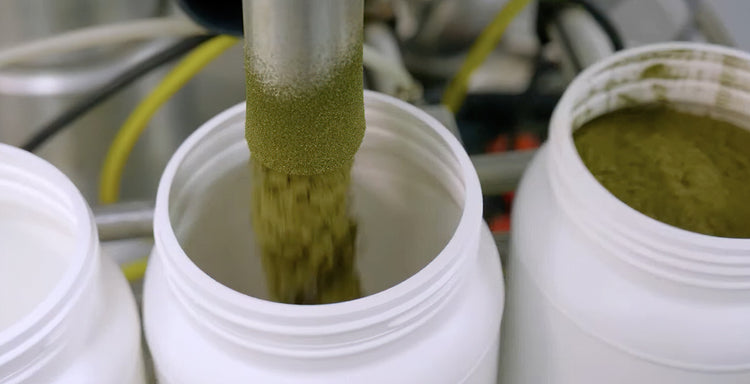 Premium Elderberry Immune Support Capsules